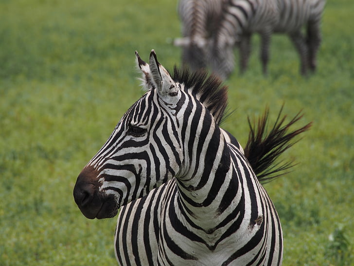 Afrika, Zebra, fekete-fehér, Safari, fekete-fehér csíkos, fej, Zebra átkelőhely
