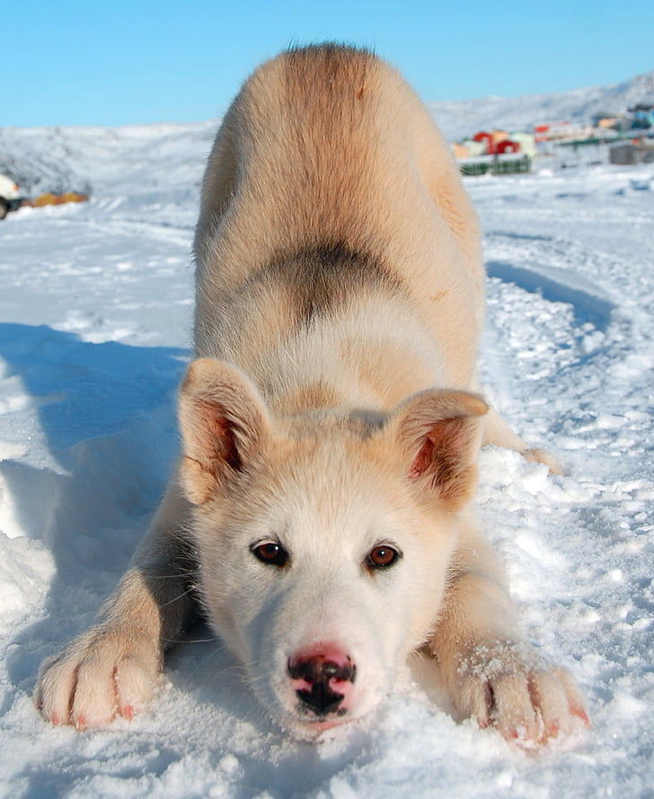 Гренландско куче, куче, Гренландия, кученце, поглед към фотоапарат, сняг, едно животно