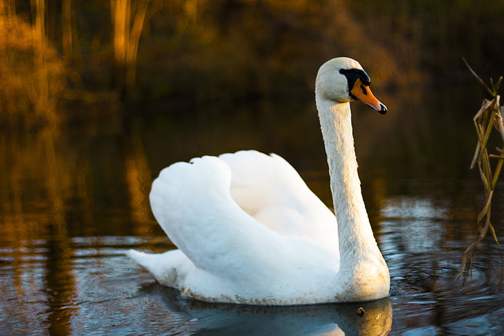 swan, bird, nature, wildlife, wild, white, lake