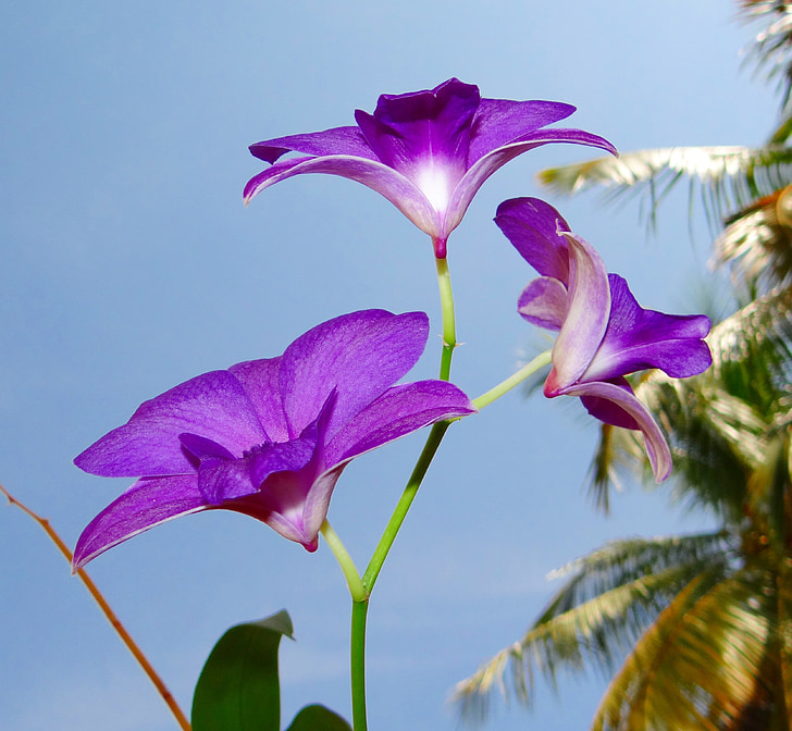 orquídea, Dendrobium, roxo, Orchidaceae, linda, Flora, flor