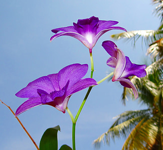 орхидея, Dendrobium, лилаво, сем, Красив, флора, цвете