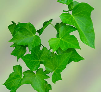 Ivy, yaprakları, Yeşil, dağcı, Hedera helix, bitki, kıvrımlıdır