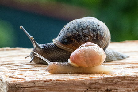 snails, snail race, snail, mollusk, shell, crawl, nature