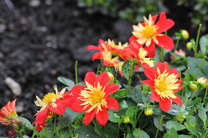 flower bed, colorful, color, plant, nature, yellow flowers
