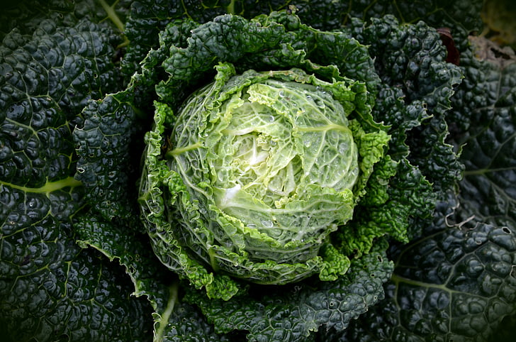 Savoy, Kohl, zöldség, egészséges, kelkáposzta, zöld, káposzta