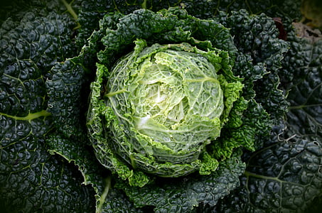 savoy, kohl, vegetables, healthy, savoy cabbage, green, cabbage