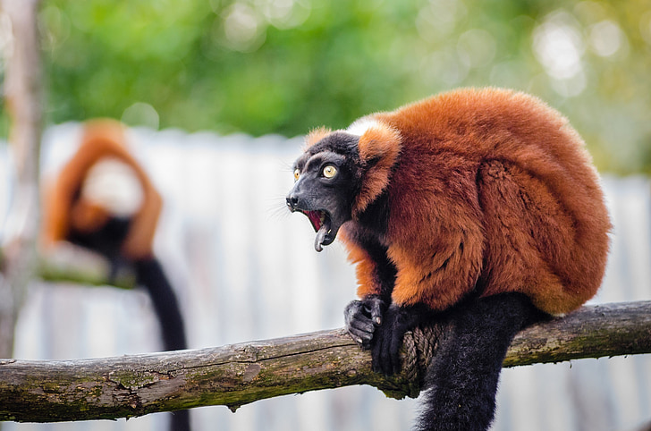 Crveni ruffed lemur, biljni i životinjski svijet, Madagaskar, priroda, portret, u potrazi, egzotične