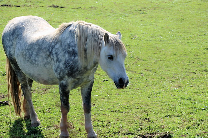 dapple šedá pony, Pony, kôň, sivá, koní, dapple, pole