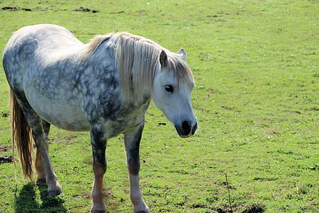 dapple grey pony, pony, horse, grey, equine, dapple, field