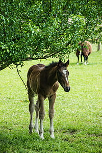 foal, padang rumput, kuda, bayi baru lahir