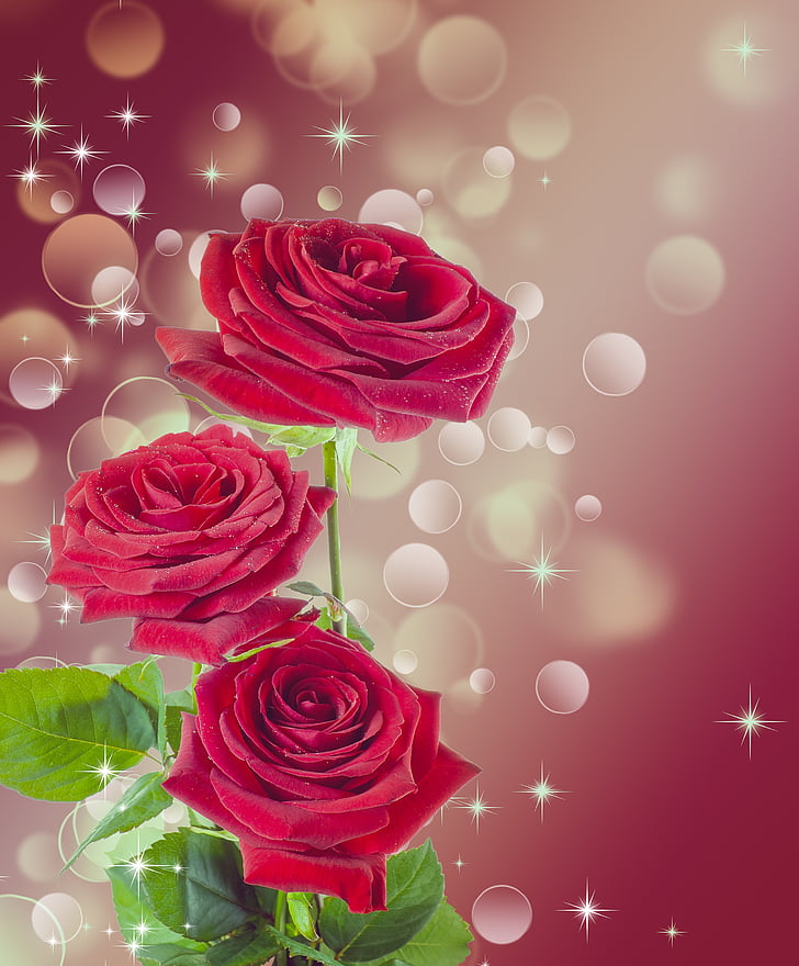 Rosa, flor, vermell, Borgonya, bonica, femella, fons