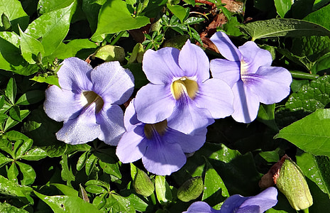 Thunbergia grandiflora, videira de relógio de Bengala, Bengala trompete videira, flor do céu azul, vinha do céu azul, videira de trompete azul, lata de Neel