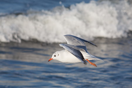 seagull, sea, baltic sea, bird, nature, sea Bird, animal