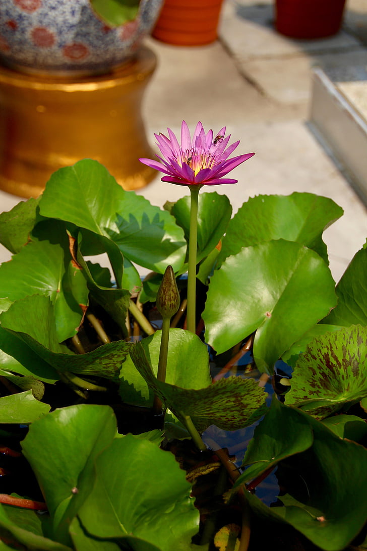 Lotus, Blossom, Bloom, plante aquatique, lis d’eau, Rose, nature