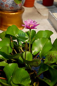 Lotus, Blossom, Bloom, vattenlevande växter, näckros, Rosa, naturen