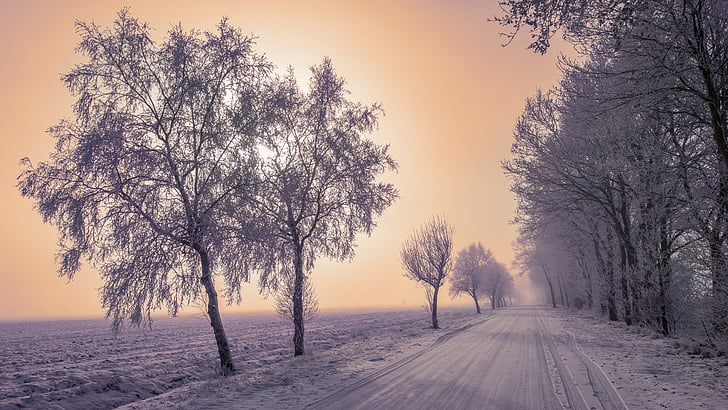 Príroda, zimné, sneh, zrelé, Winter stromov, zasnežené, za studena