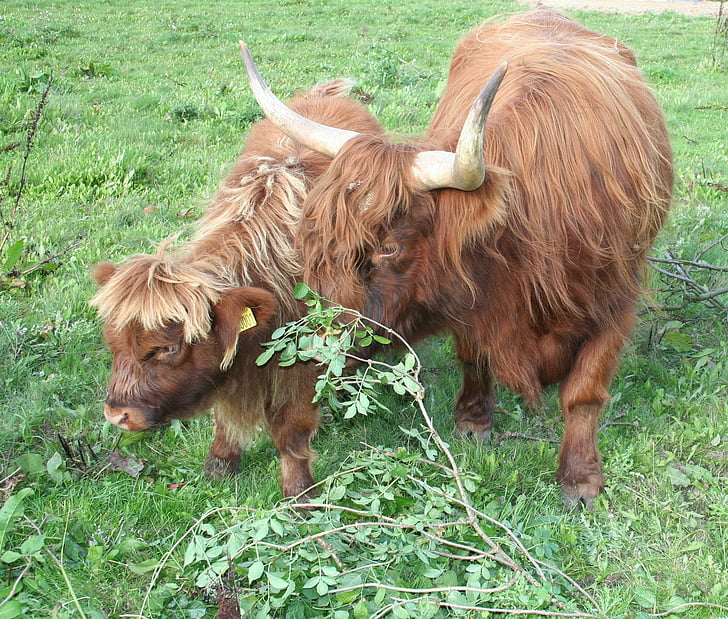 krava, teľa, hovädzí dobytok, Scottish highland dobytok, Highland dobytok, farma, zviera