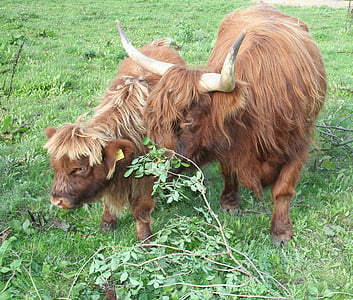 vaca, bezerro, gado, gado das terras altas escocesas, gado das terras altas, fazenda, animal