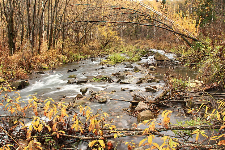podzim, Creek, voda