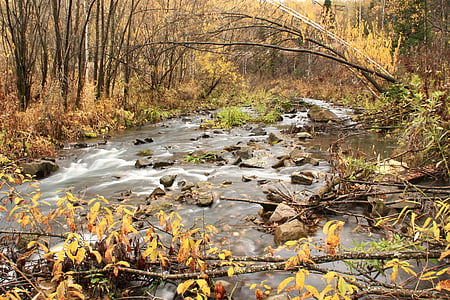 efterår, Creek, vand