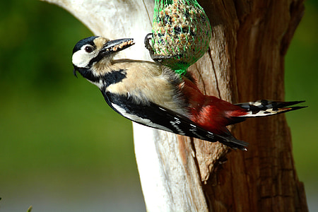 great spotted woodpecker, woodpecker, bird, bird seed, nature, close