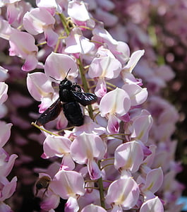 Pszczoła Carpenter, Xylocopa, Wisteria, nektar