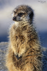 Meerkat, Thiên nhiên, động vật, động vật có vú, hoang dã, sở thú