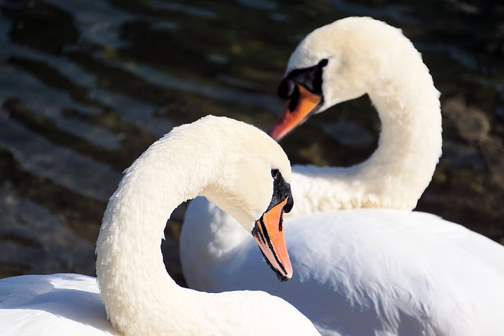 swans, together, water, nature, love, togetherness