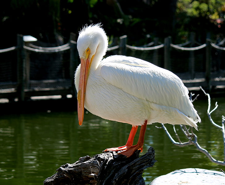 Pelican, fugl, natur, dyr, Wildlife, vand, søen