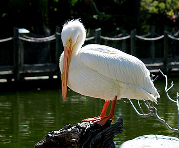 Pelican, pássaro, natureza, animal, vida selvagem, água, Lago