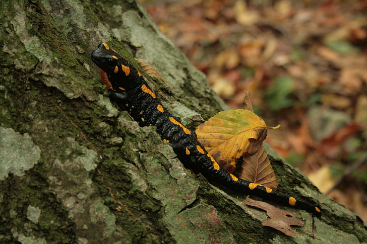 Salamander, eldsalamander, gul, svart, amfibie, Fläckig, skogen
