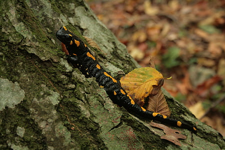 Salamandra, Salamandra pezzata, giallo, nero, anfibio, macchiato, foresta