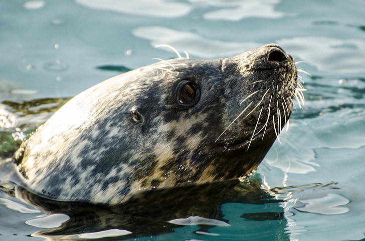 Seal, grå, dyr, Nordsøen, løssluppen-animalsk, truet, Juvenile