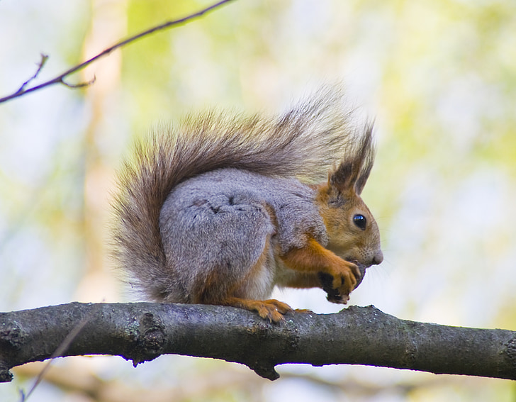 squirrel, animals, animal, nature, feeding, nibbles, animals in nature