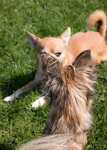 Chihuahua, köpek, chiwawa, oyun, küçük, küçük köpek, evde beslenen hayvan
