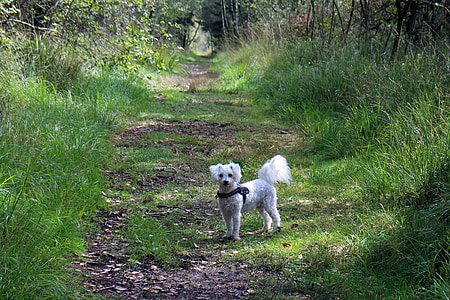 dog, wait, away, watch, forest path, forest, nature