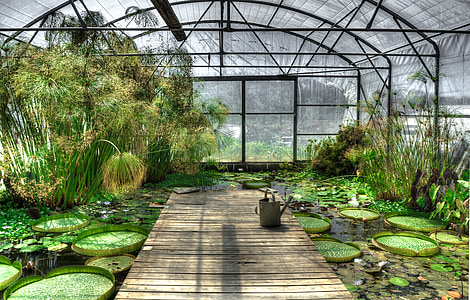 lotus, greenhouse, waterlily, garden, pond, exotic, green