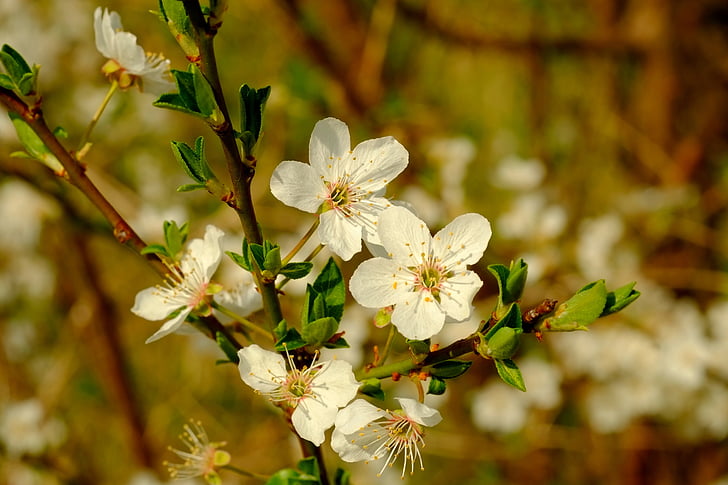 Blossom, mekar, musim semi, alam, Tutup, Apple, pohon