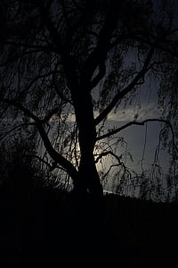 pasto, árvore, luz de volta, estética, escuro, ameaçando, à noite