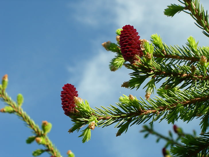 pinecones, spruce, our, tree, nature, branch, coniferous Tree
