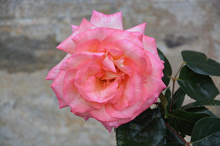Rosa, kronblad, rosenblad, trädgård, blomma, rosa blommor, färgen rosa