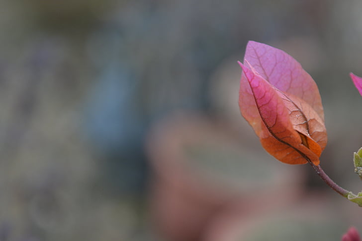 purpura leaf, daba, Leaf, fiziska, augu