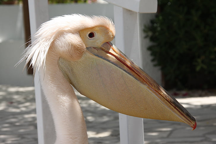 Pelikan, lind, nimisõna, Bill, Pelican, looma, Wildlife