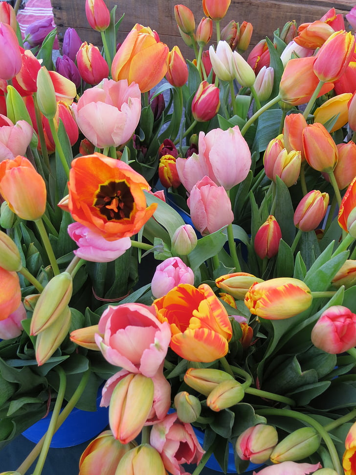 květiny, tulipány, jaro, květinové, Tulipán, Příroda, květ