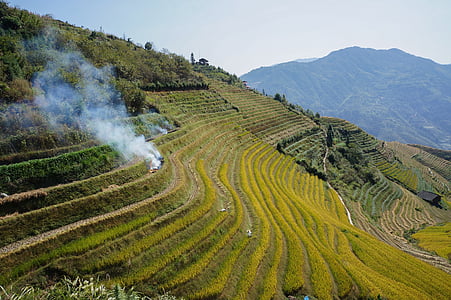 Chine, rizières en terrasses, automne