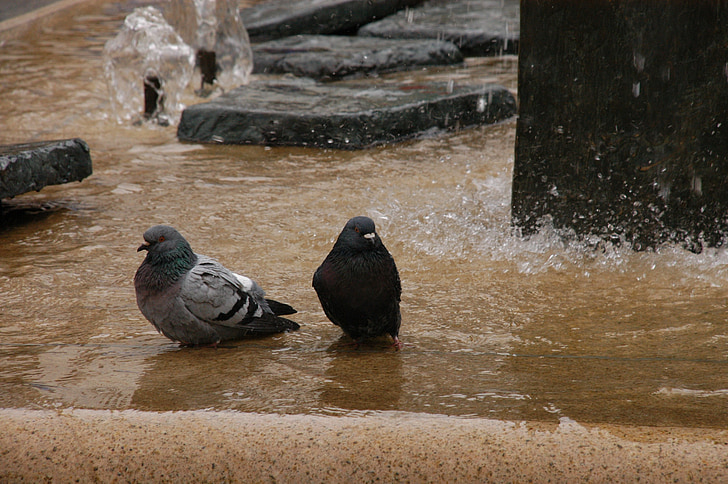 pigeons, swim, fountain, water, bird bath, birds