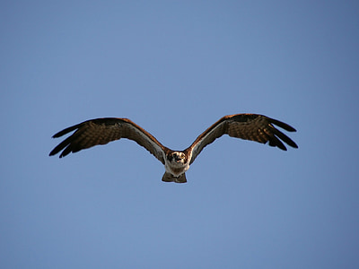 птах, Osprey, політ, дикої природи, Природа, Raptor, небо