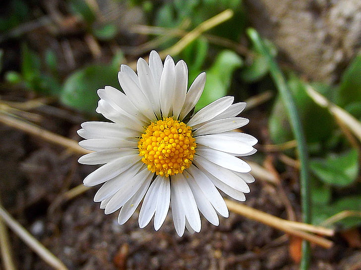 Daisy, makro, bunga, musim semi, tanaman, berbunga, kelopak bunga