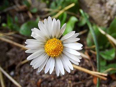 Daisy, makro, blomst, forår, plante, blomstrende, kronblade