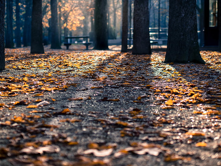silueta, stabla, preko dana, parka, lišće, jesen, jesen